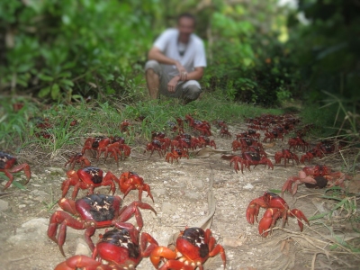 Ian Usher Christmas Island Crabs (Ian Usher)  CC BY-SA 
Información sobre la licencia en 'Verificación de las fuentes de la imagen'